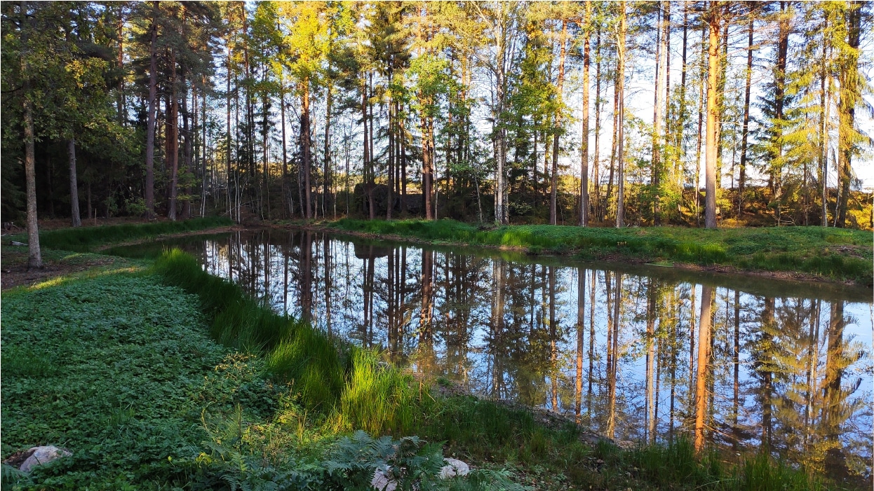 Restaurering av våtmark